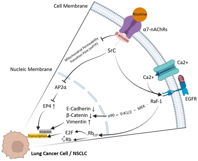 Cancer Reports https://doi.org/10.1002/cnr2.70387
