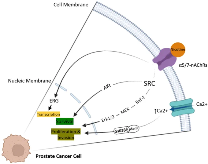 Cancer Reports https://doi.org/10.1002/cnr2.70387