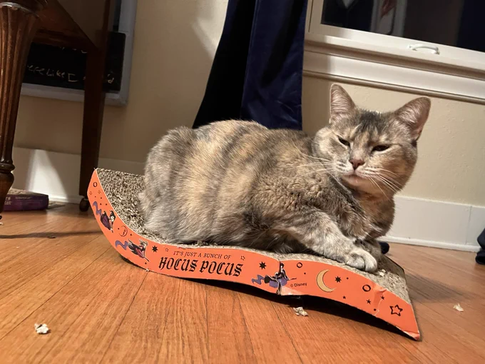 A tortie cat lying on a Hocus Pocus-themed scratching pad as a bed.