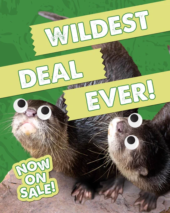 Graphic design with two images of Asian small-clawed otters with googly eyes on their face. Text on the graphic reads, 'Wildest Deal Ever! Now On Sale!' 