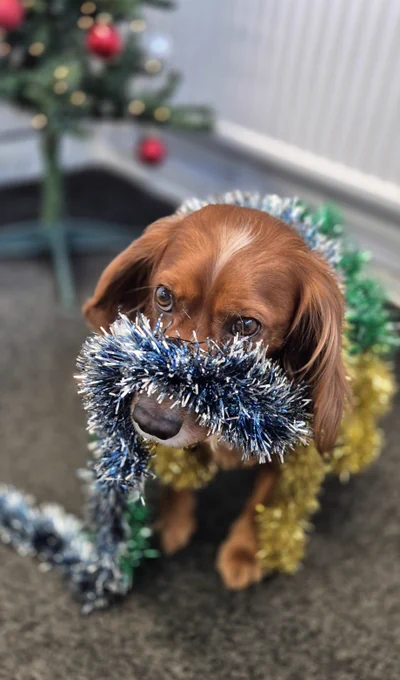 A cocker spaniel covered in tinsel
