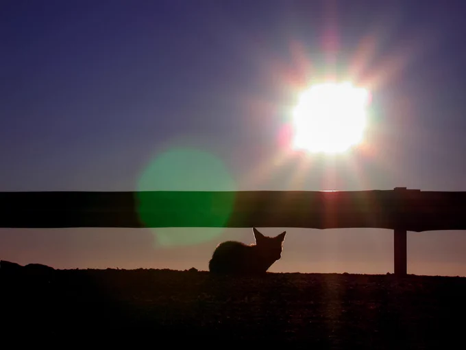 Silhouette of a fox resting on the ground near a guardrail with the bright setting sun shining in a clear sky.