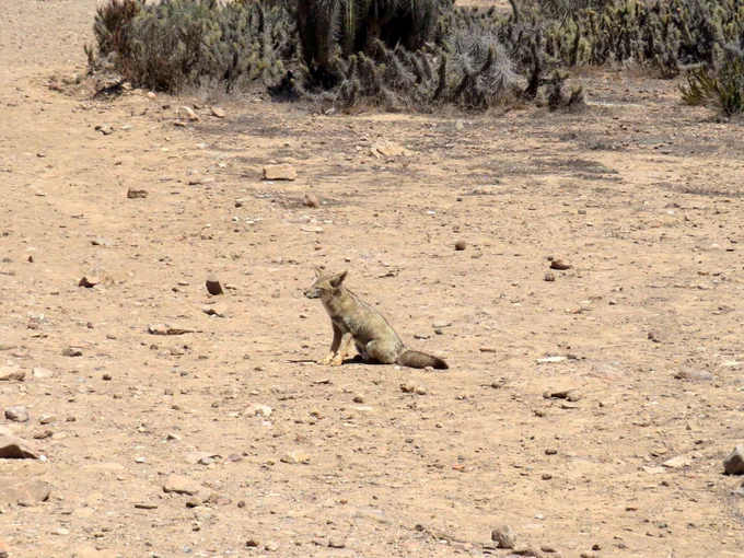 A lone fox sitting on dry, cracked desert ground with sparse vegetation in the background.