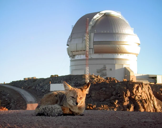 A fox resting on rocky ground near a large astronomical observatory dome under clear blue sky.