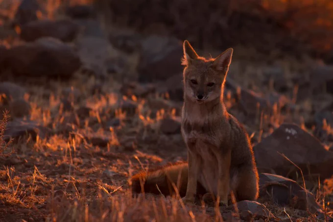 A fox sitting on dry grass illuminated by warm, golden sunset light in a rocky terrain.