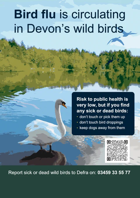 Bird flu is circulating in Devon's wild birds. 

Risk to public health is very low, but if you find any sick or dead birds:
- don't touch or pick them up
- don't touch bird droppings
- keep dogs away from them.

Report sick or dead wild birds to Defra on 03459 33 55 77
