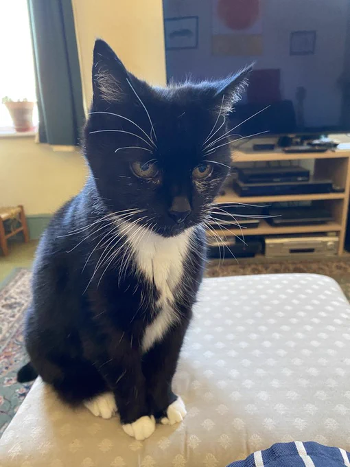 Doll-face is a black cat with white feet and a white chest, sat upright on a beige spottle cushion in front of a TV. She has long white whiskers and eye brows and distinctive white hairs under her eyes that give her a slightly world weary look