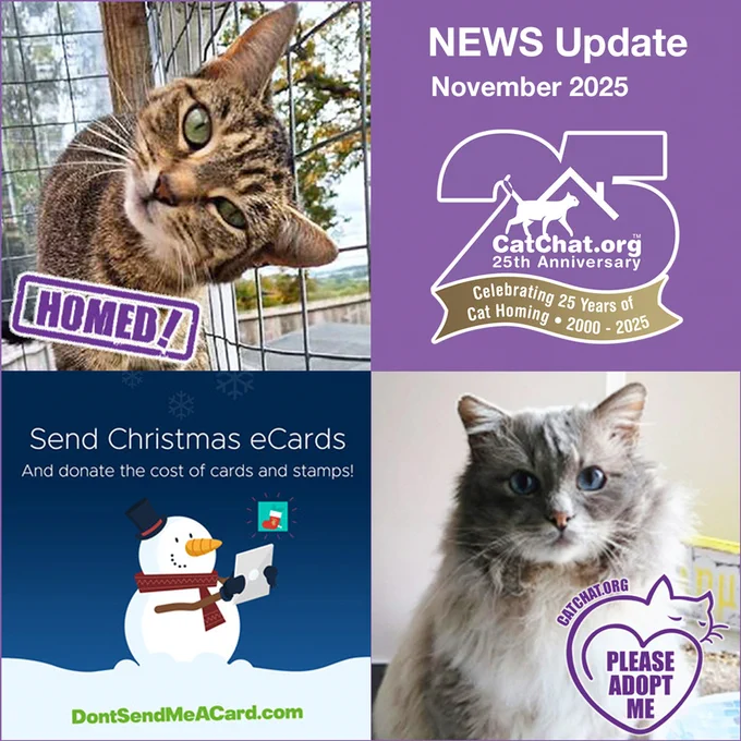 A composite of three images from this month’s Newsletter plus a text box. 

The text box top right reads: “News Update November 2025”, with Cat Chat’s anniversary logo (Celebrating 25 Years of Cat Homing 2000 - 2025) underneath. 

Bottom right is our Cat of the Month, Teddy Blue, a cream-coloured Ragdoll from Homeless Cat Rescue in Luton, who is looking for a forever home.

Bottom left is a Christmas-themed graphic. Against a dark blue snowy background, a snowman wearing a top hat and scarf is holding up a laptop/tablet displaying a Christmas card. The text reads: "Send Christmas eCards and donate the cost of cards and stamps!" with the web address"DontSendMeACard.com" in green at the bottom.

Top left is Wishy, a short-haired tabby from Maesteg Animal Welfare Society in Bridgend, who has been successfully homed through Cat Chat.

