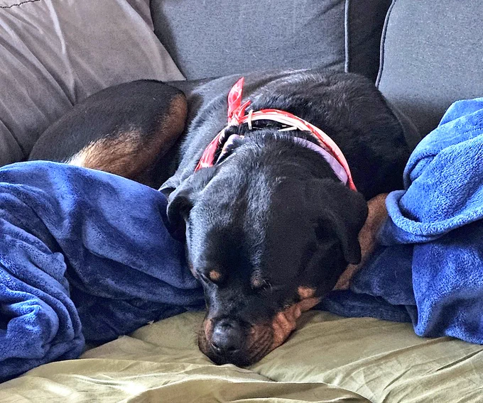 Chesnyy looking pouty on the couch