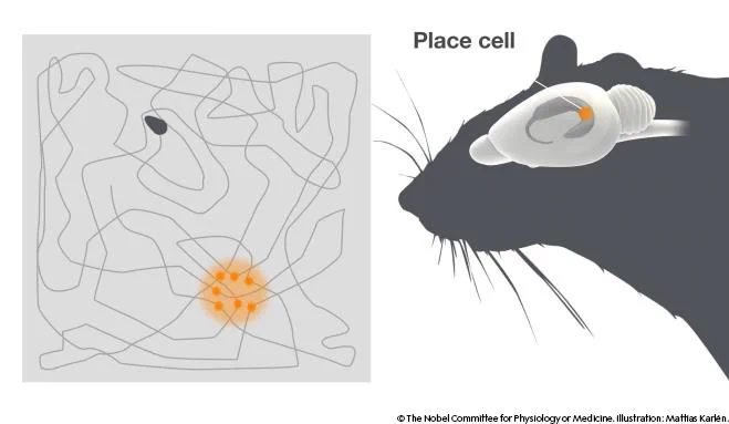 A graphic image. On the left side is the path of rat. On the right side shows a 'place cell' in an outline of a rat and what was activated.