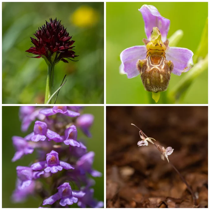 Orchids © Leo H