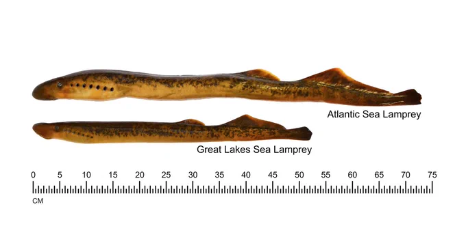 Two sea lampreys are side-by-side with a ruler. The sea lamprey on top is from the Atlantic Ocean and is over 20 centimeters longer than the sea lamprey on the bottom, which is from the Great Lakes.