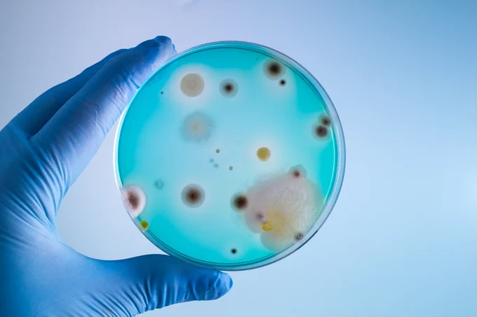 Photo of a gloved hand holding a petri dish with bacteria in it.