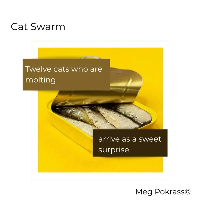 Centre image: a half opened tin of sardines on a yellow background.

Text:

Cat Swarm

Twelve cats who are molting 
arrive as a sweet surprise

Meg Pokrass copyright