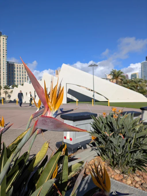 orange red and blue bird of paradise flower with concrete triangle sculpture behind