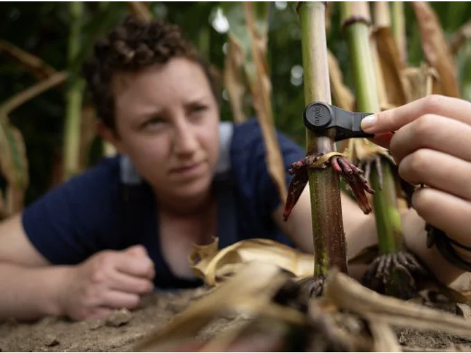 Dr. Emily Bick placing an insect eavesdropper microphone on a corn stalk. 