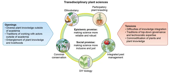 Diagram illustrating the core tensions and openings of realizing the epistemic and social promises of transdisciplinary plant sciences.