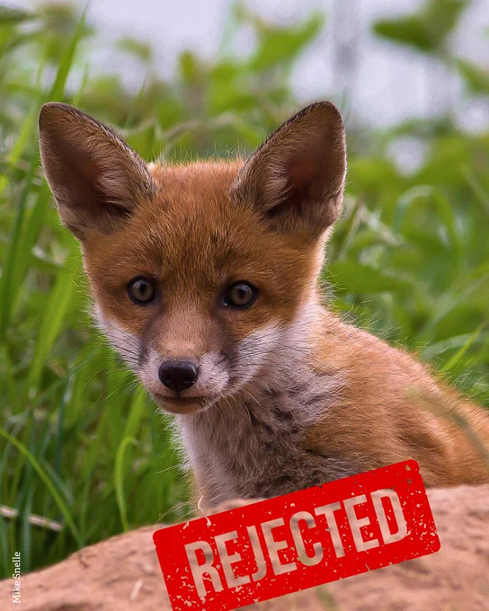 Close-up photo of a fox cub sitting on a rock with a 'REJECTED' stamp overlaid on the image.