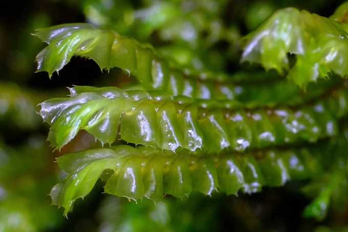 A close up of a green liverwort with prickly edges