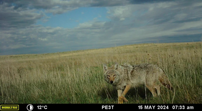 Camera trap photo of a coyote in a Nebraska field