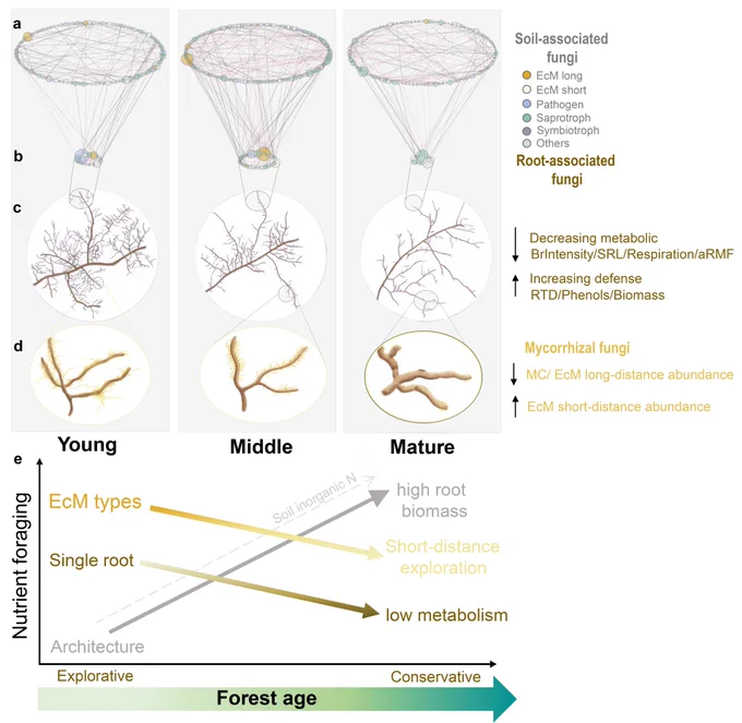 Nutrient foraging continuum shifts with stand age in the temperate larch forest. Tree nutrient foraging depends on (c) root and (d) mycorrhizal traits, and (b) associated fungi and (a) interacts with soil-associated fungi. (e) When a young sapling grows, the root system architecture parameters, such as root biomass or root length density, allometrically grow with the shoot (gray line); however, the proportion of carbon investment to resource acquiring organs is likely to decrease as the forest ages, and the root segment metabolic activity, such as respiration, declines (brown line). As a result, the ectomycorrhizal fungi foraging type adapts to the combinations of root carbon supplies and the quantity and quality of soil nutrients; thus, long-distance exploration types are likely to become short-distance types when soil inorganic N accumulates over time. Overall, the nutrient foraging shifts from an “explorative strategy” of young stands to a "conservative strategy" of mature stands.