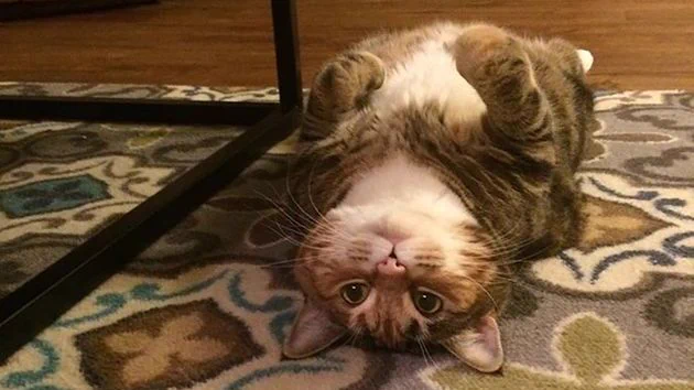 Background photo shows hypnotic writing cat, turned upside down getting you to write. - Wrtr