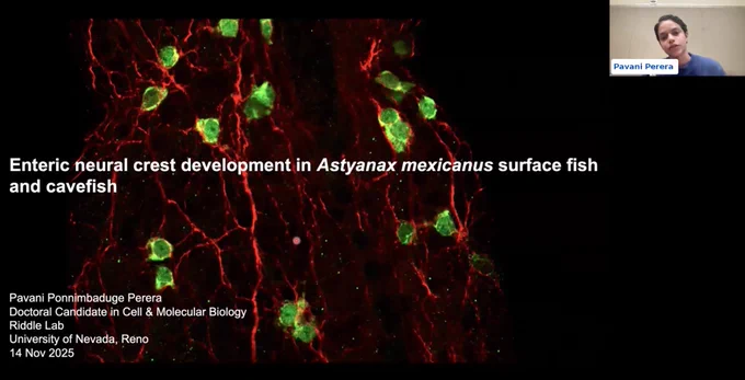 Screenshot of presentation titled "Enteric neural crest development in Astyanax mexicanus surface fish and cavefish"