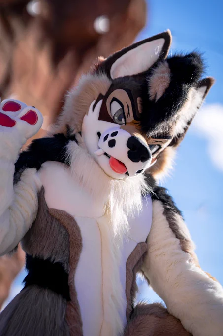 Portrait of a wolf full suiter with his paw up as if to wave.