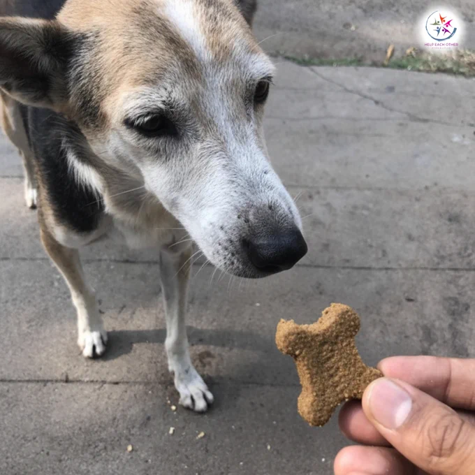Our interns are feeding animals across India — one small act, one big hope. 🐾
Kindness can save lives.
Join us and help care for those who can’t speak for themselves: helpeachother.org

#FeedTheStrays #HelpEachOther #AnimalCare #SmallStepsBigChange