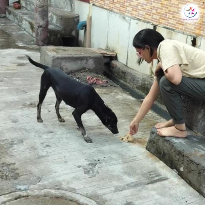 Our interns are feeding animals across India — one small act, one big hope. 🐾
Kindness can save lives.
Join us and help care for those who can’t speak for themselves: helpeachother.org

#FeedTheStrays #HelpEachOther #AnimalCare #SmallStepsBigChange