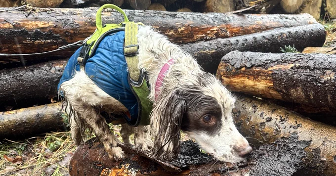Willow, the detection dog, undergoing training to identify Ips typographus scent on a spruce log stack. 