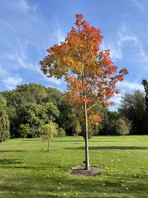autumn tree