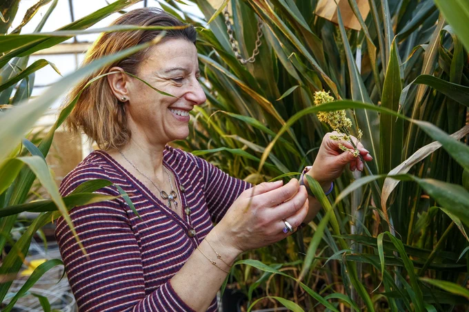 Frederica inspects sorghum plants