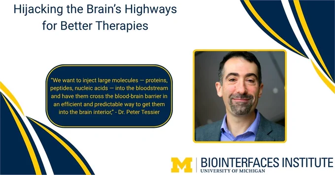 ALT Text:

Photo - Dr. Peter Tessier

Words - Hijacking the Brain’s Highways for Better Therapies, “We want to inject large molecules — proteins, peptides, nucleic acids — into the bloodstream and have them cross the blood-brain barrier in an efficient and predictable way to get them into the brain interior,” - Dr. Peter Tessier