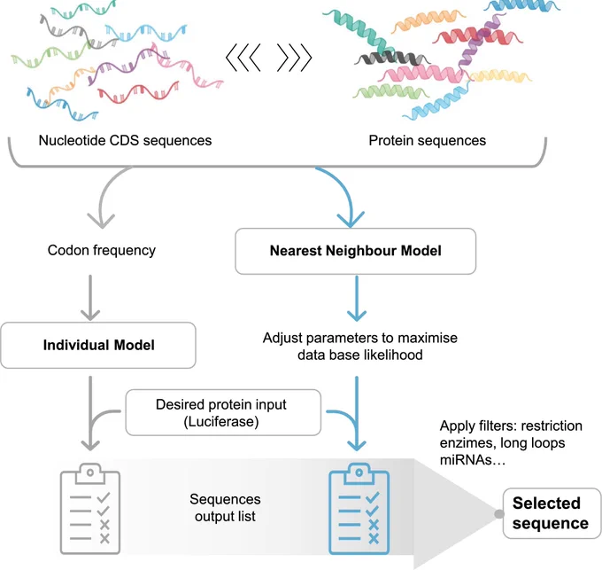 A statistical-physics approach for codon usage optimisation. Computational and Structural Biotechnology Journal, DOI: https://doi.org/10.1016/j.csbj.2024.07.020
