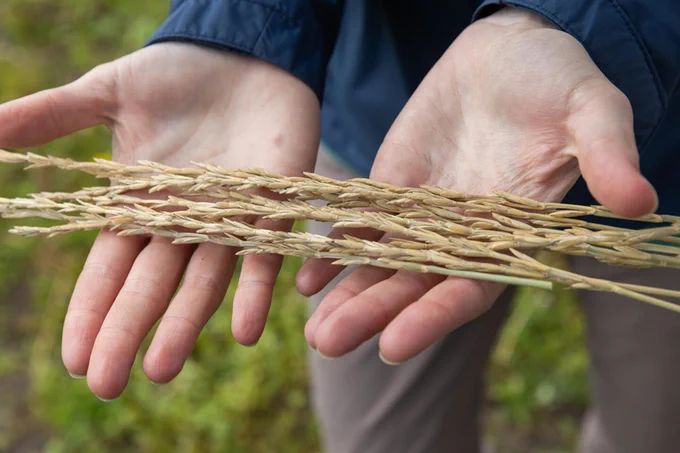 Person holding a stalk of wheat in their hands.