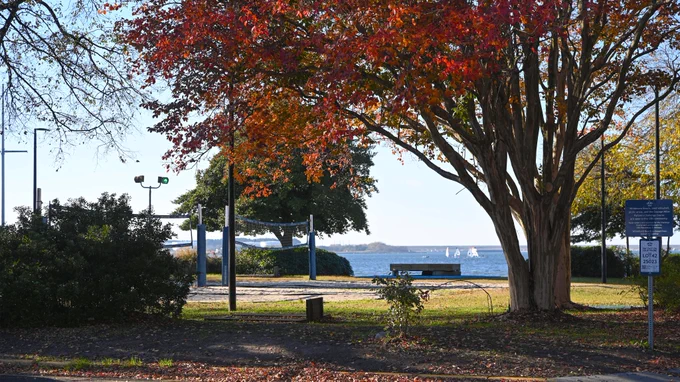 Tree with red and orange leaves featuring sailboats in background