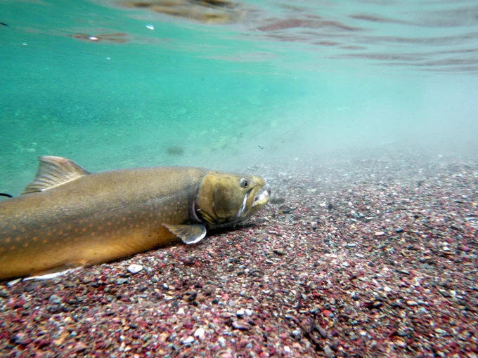 Threatened bull trout—cold-water apex predator. (Image courtesy of Shannon Downey, U.S. Fish and Wildlife Service)