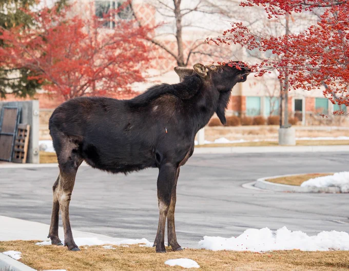A big, dark-brown moose (without antlers) is standing next to the road in a city and munching red berries on a tree. A large building is visible in the background.