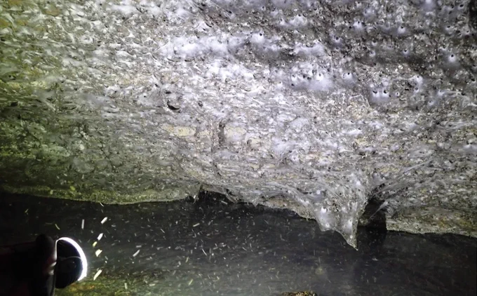 "The spiders in Sulfur Cave eat non-biting midges, clouds of which hover near the entrance to the cave. (Image credit: Urak et al. 2025, Subterranean Biology (CC BY 4.0))"