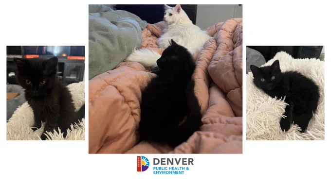 Three photos, two of a black kitten sitting on a white cat bed, the other of two cats laying on a comforter.