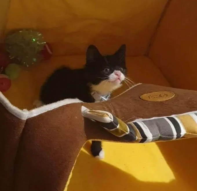 Four pictures of a ridiculous tuxedo baby who had no idea how pampered he was about to be. Look at his silly little face, he's got no clue about anything