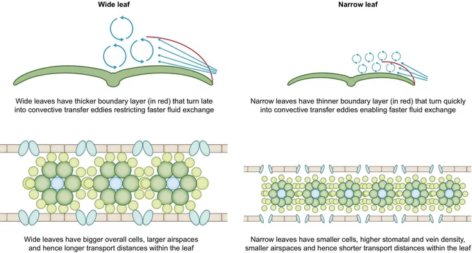 Fig. 3 Impact of leaf width in a grass leaf on leaf anatomy and boundary layer (Schuepp, 1993; Pan et al., 2022).