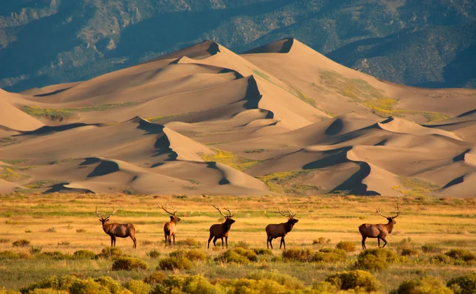 Five elk with large antlers stand in a grassy field in front of towering sand dunes. Photo by Patrick Myers / NPS.
 