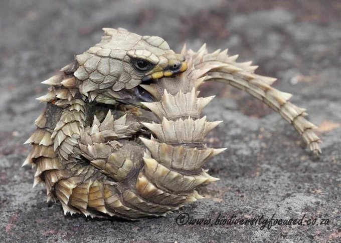 Background photo shows a closeup of a dragon curled up, sitting on and biting its tail. - Wrtr