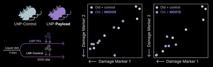 (Left) Old mice were challenged with a damaging alcohol diet and treated with either a control or a reprogramming payload. (Right) Two novel payloads M0009 and M0010 restored youthful resilience to damage.