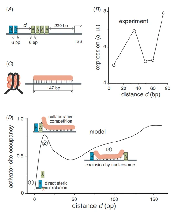 Figure 1. (A) Experimental setup investigated (Fakhouri et al
2010). The enhancer element contains two binding sites for
repressor ‘R’ and four for activator ‘A1–A4’. The distance d is
varied. (B) Gene expression as a function of d plotted as 1 – P, with
P being the repressor quenching efficiency reported by Arnosti and
co-workers (Fakhouri et al 2010). (C) A lattice model of the
nucleosome that allows DNA unwrapping with 1 bp resolution (Teif
et al 2010). (D) Activator binding to the leftmost ‘A’ site calculated
as a function of distance d assuming that the contact of nucleosome
‘N’ with repressor is cooperative (w = 1000). Repressor and
activator cover 6 bp upon binding to DNA and exclude each other at
distances < 6 bp. Nucleosomes form nonspecifically, cover up to 147 bp and can partially unwrap with a homogeneous unwrapping potential 
