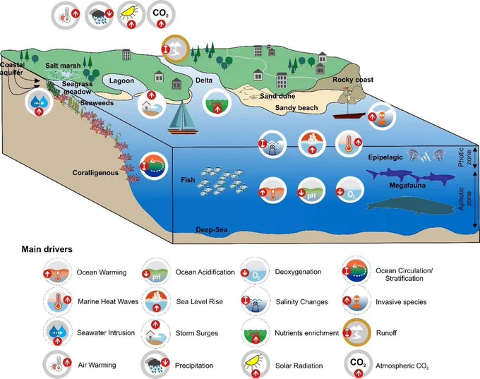 Illustrated cross-section of various marine and coastal ecosystems with labeled features such as a coral reef, salt marsh, seagrass beds, lagoon, delta, sandy beach, and rocky coast. The image includes symbols indicating various ecological drivers like ocean warming, sea level rise, and ocean acidification, and shows marine life such as fish and megafauna in different habitats.