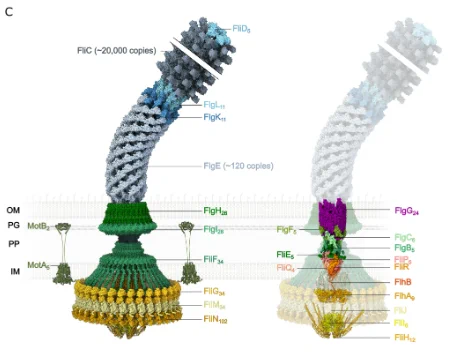 Structures of the bacterial flagellum of Salmonella enterica