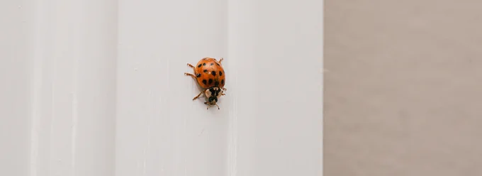 A ladybug crawling on a white surface.